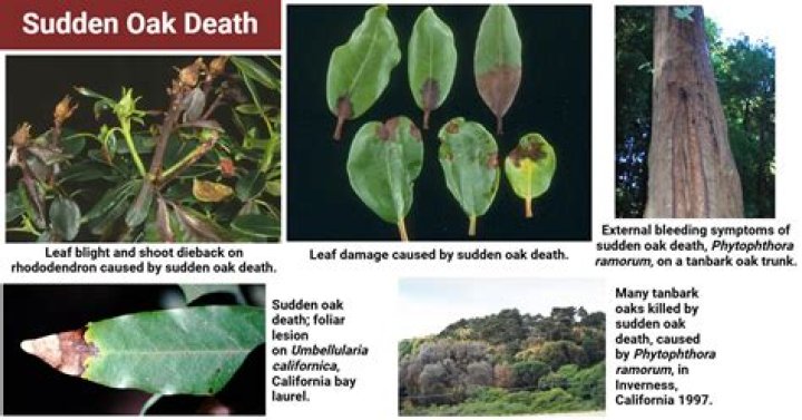 What is sudden death language?