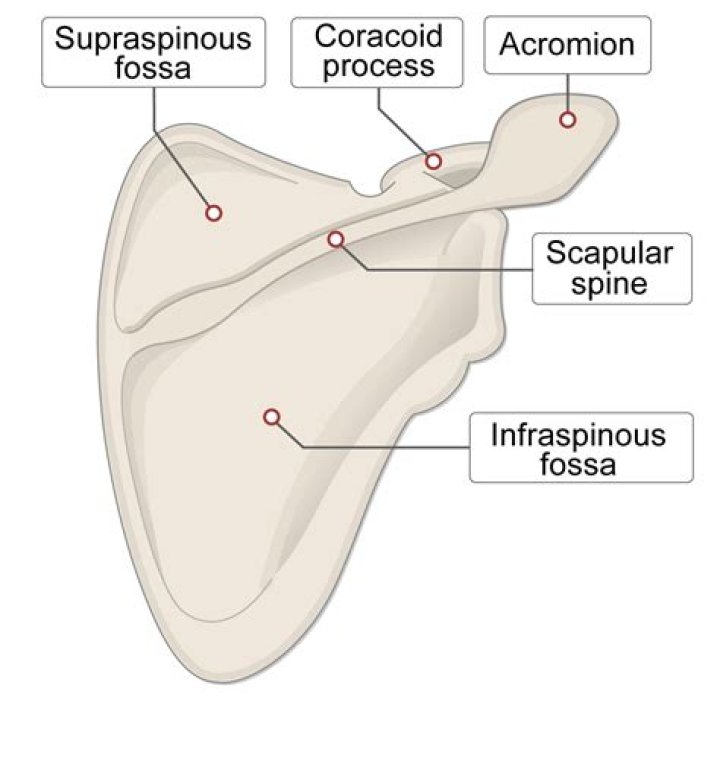 What is supra scapula?
