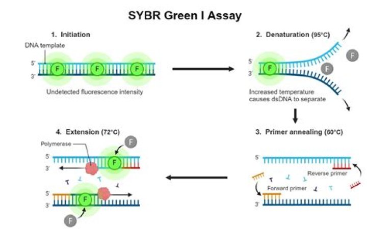 What is SYBR Green assay?