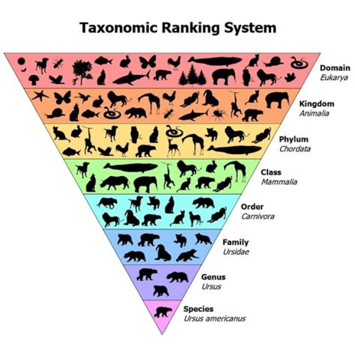What is taxon genus?