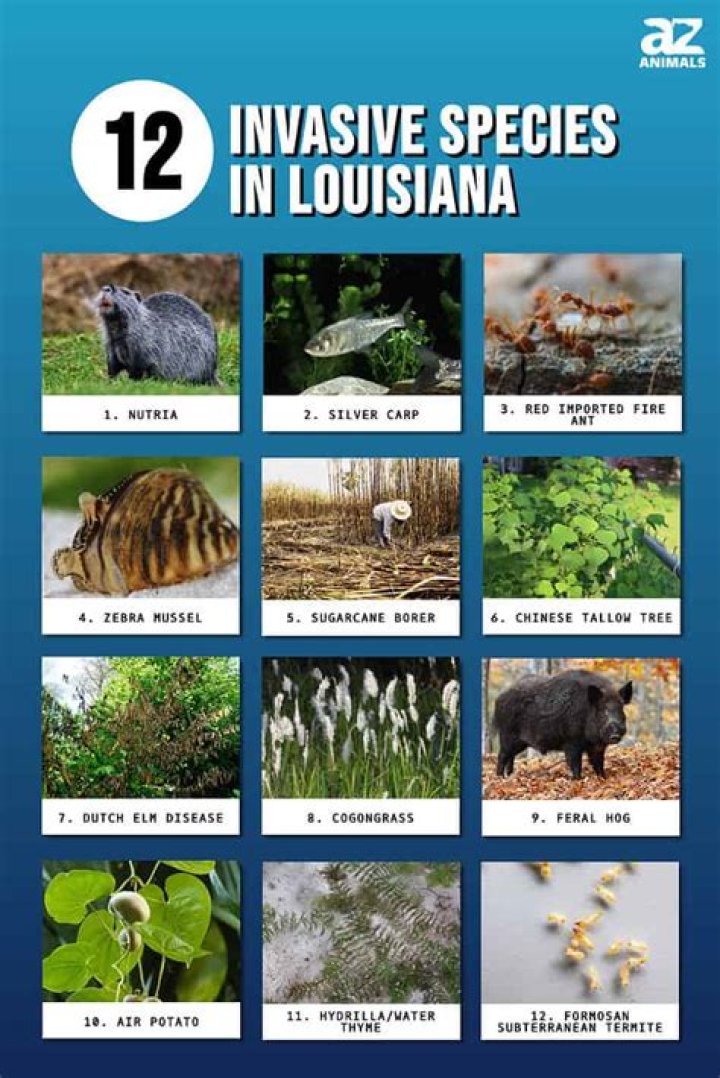 What is the #1 most invasive species?