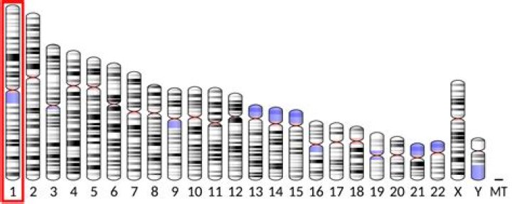 What is the 11th chromosome?