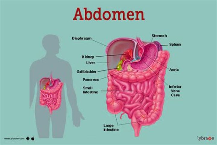 What is the abdomen?