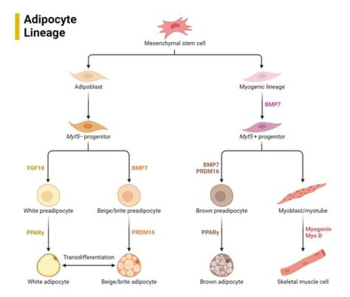 What is the adipocyte function?