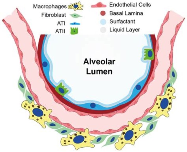 What is the alveolar epithelial lining?