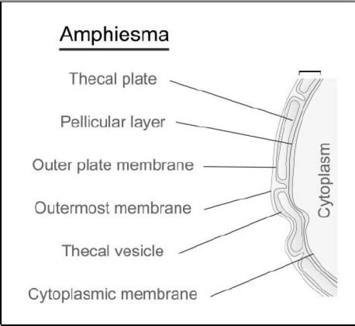 What is the Amphiesma?