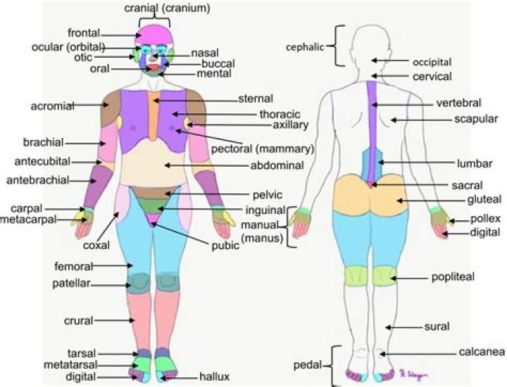 What is the anatomical name for toes?