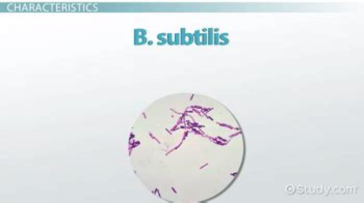 What is the arrangement of bacillus subtilis?