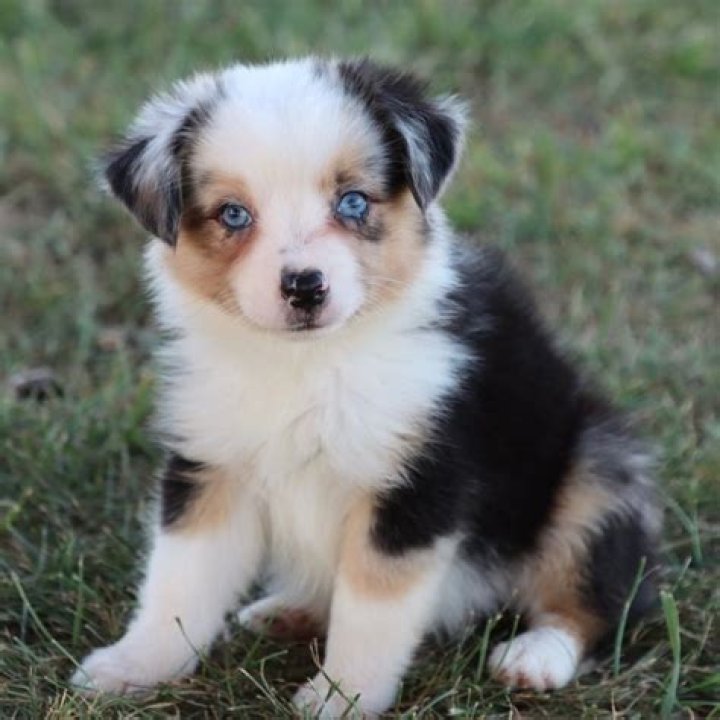 What is the average cost of a miniature Australian shepherd puppy?
