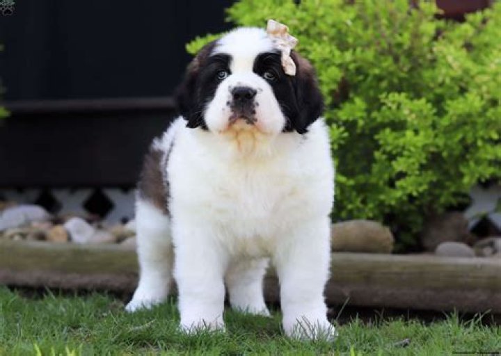 What is the average price for a Saint Bernard puppy?