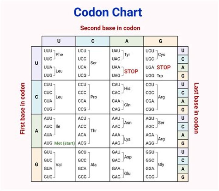 What is the base sequence for a stop codon?