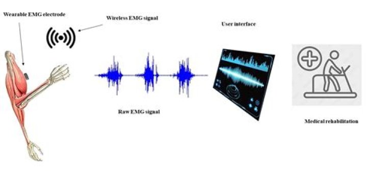 What is the basis of electromyographic signal?