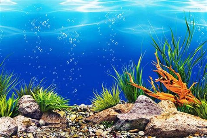 What is the best background for a fish tank?