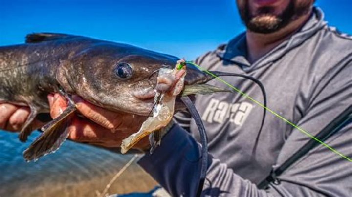 What is the best bait for flathead catfish?