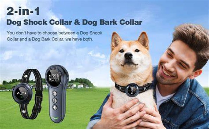 What is the best brand of dog shock collar?