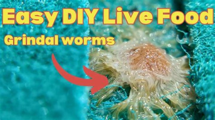 What is the best food for Grindal worms?