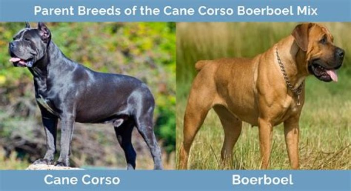 What is the best mix with Cane Corso?