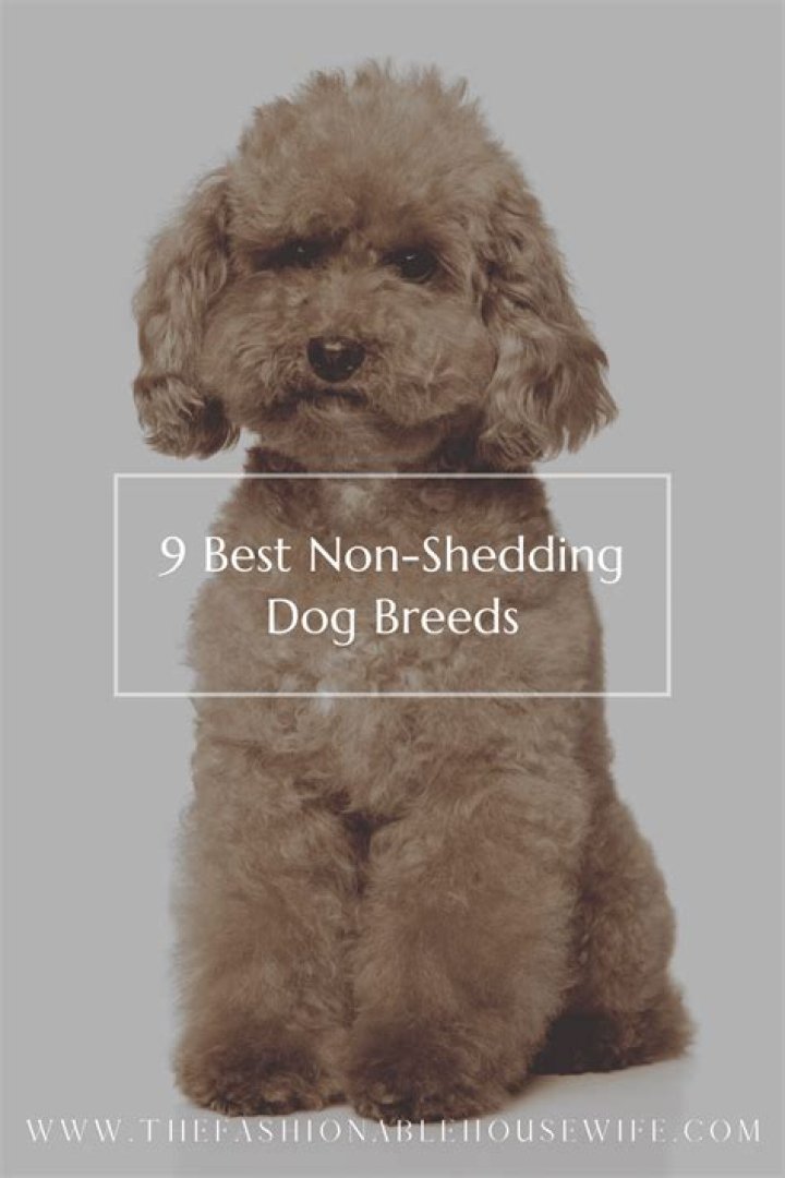 What is the best non shedding dog for a pet?