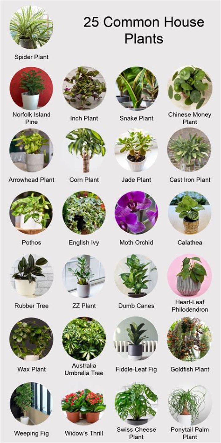 What is the best plant to put inside the house?