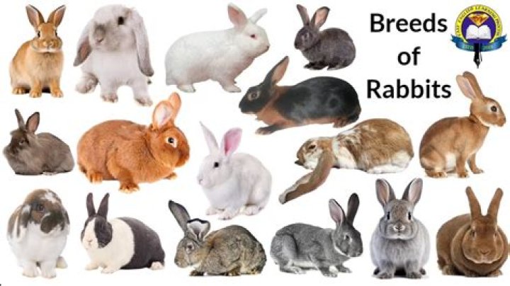 What is the best rabbit combination?