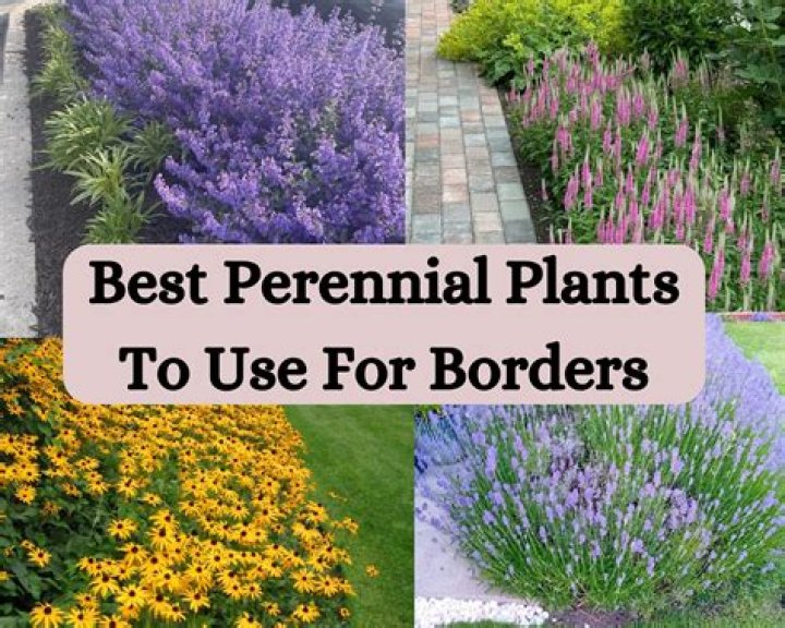 What is the best time of year to plant perennials?