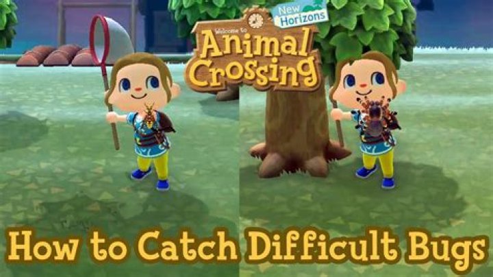 What is the best time to catch bugs in Animal Crossing: New Leaf?