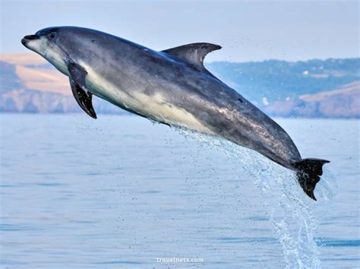 What is the best time to see dolphins in Goa?