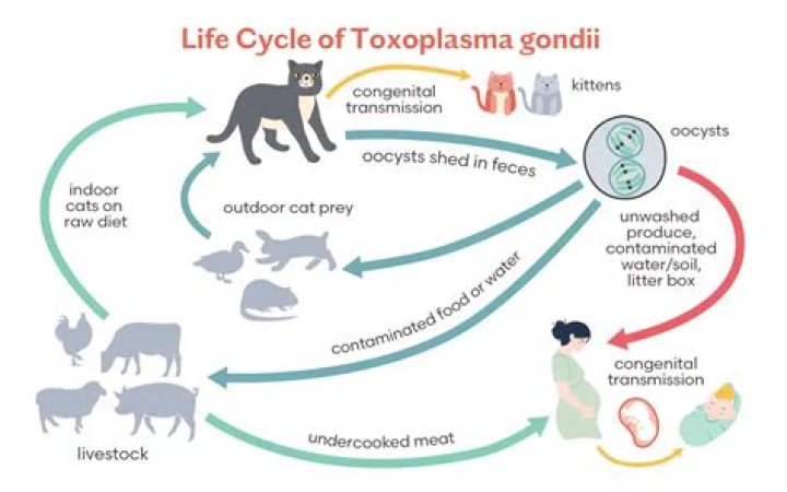 What is the best treatment for Toxoplasma gondii?