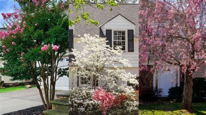 What is the best tree to plant in a wet area?