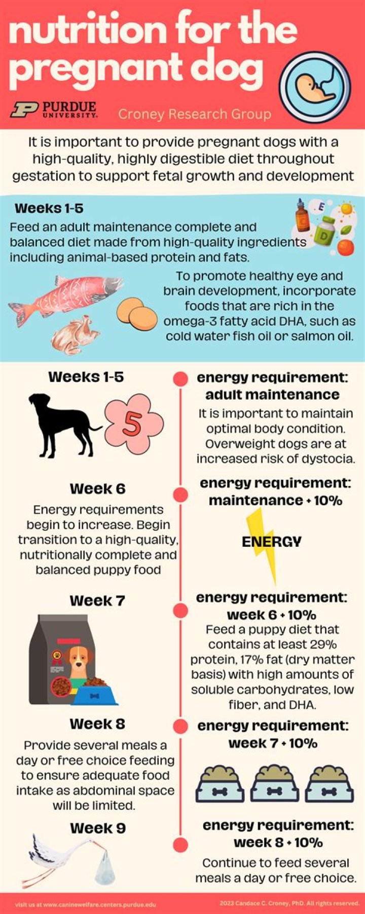 What is the best vitamin to give a pregnant dog?