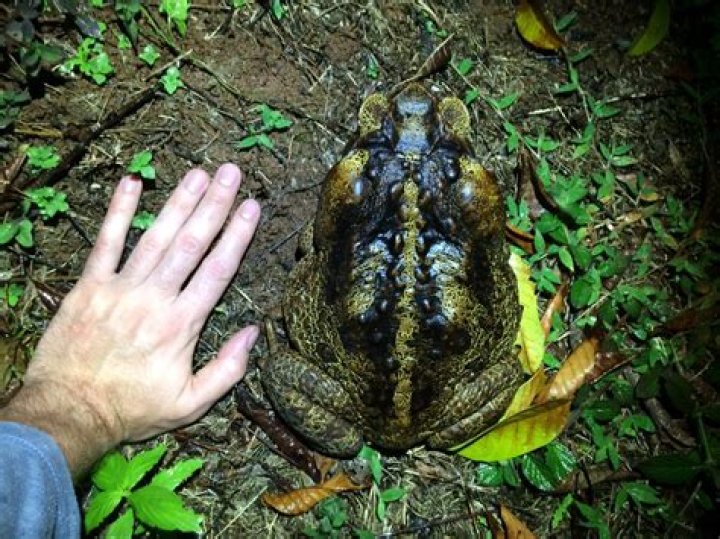 What is the biggest toad in the world?