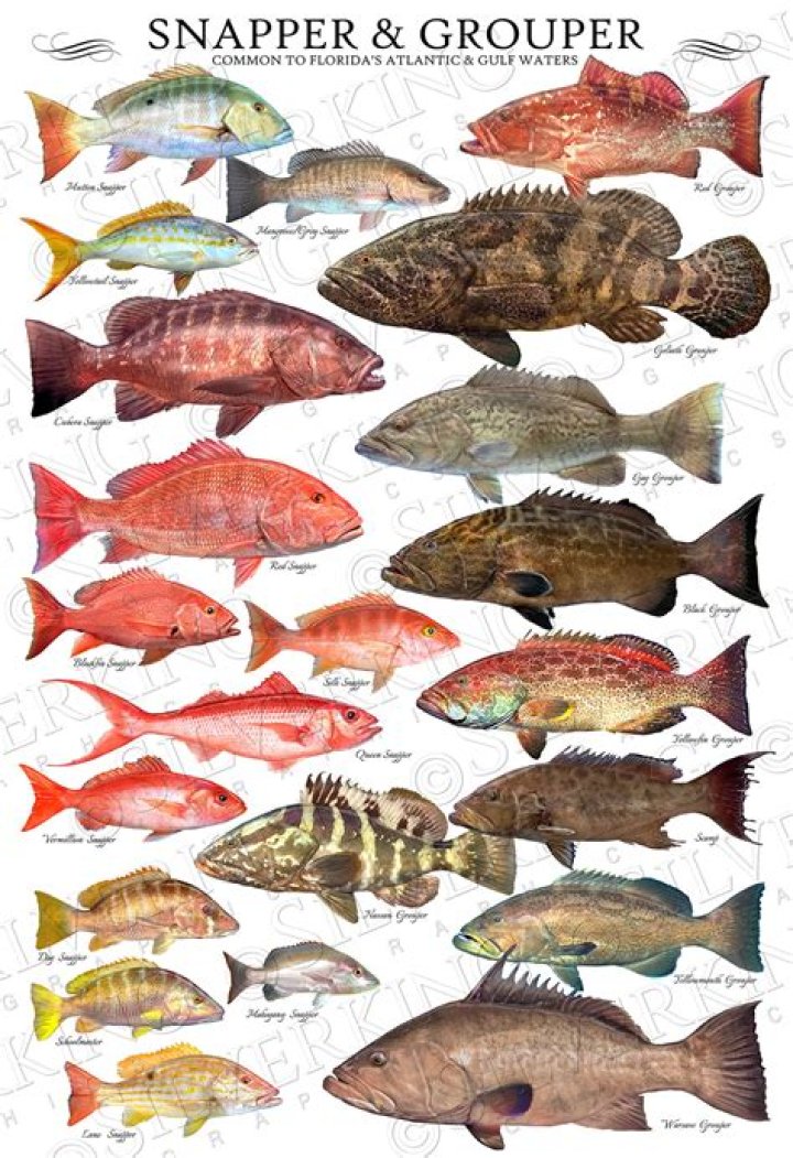 What is the biggest type of snapper?