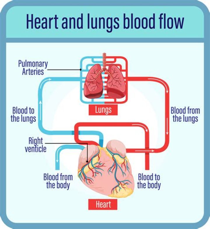 What is the blood flow of the heart in order quizlet?