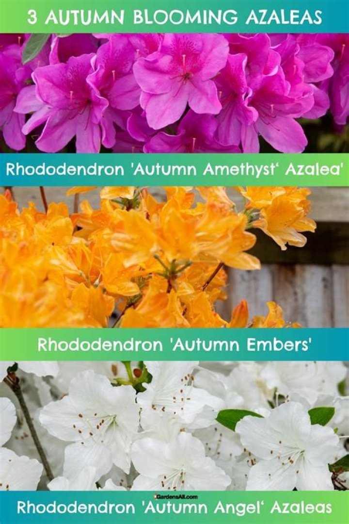 What is the blooming season for azaleas?