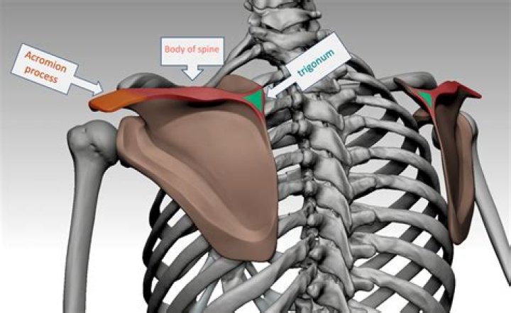 What is the bone that sticks out on top of shoulder?