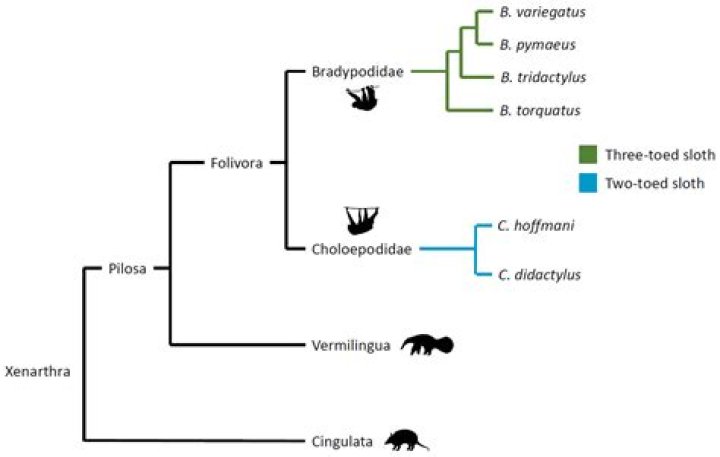What is the Bradypodidae family?