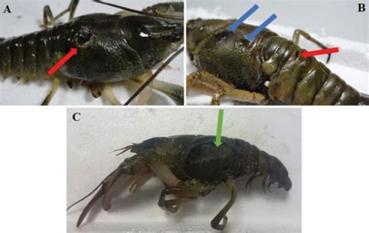 What is the carapace of a crayfish?