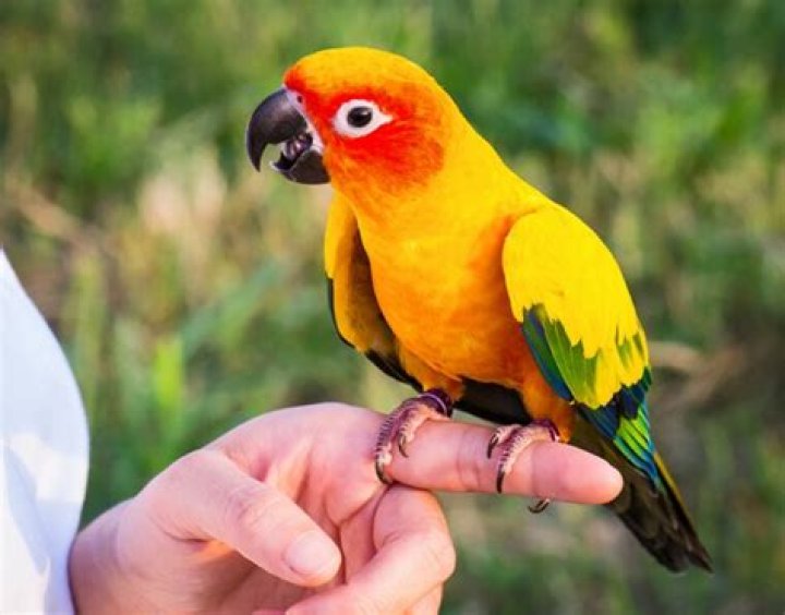 What is the cheapest bird I can buy?