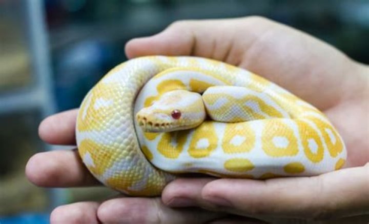 What is the cheapest pet snake?