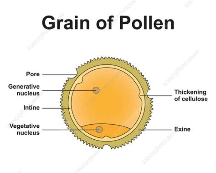 What is the chemical composition of pollen?