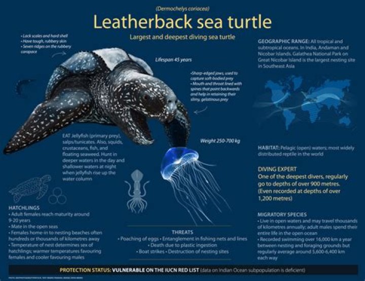 What is the classification of a leatherback sea turtle?