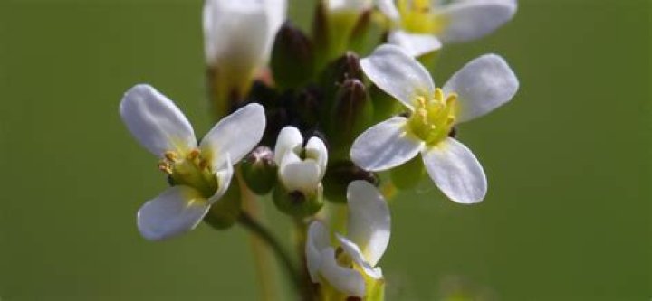 What is the common name of Arabidopsis thaliana?
