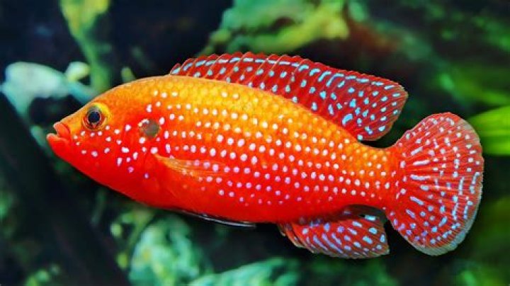 What is the coolest aquarium fish?