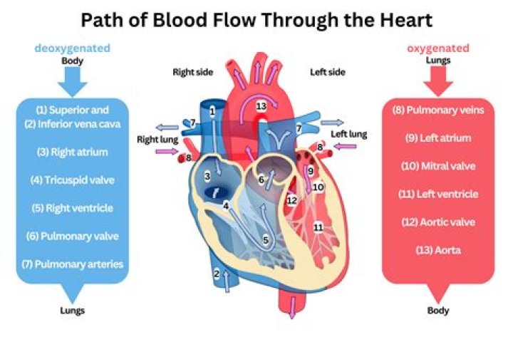 What is the correct order of blood flow beginning with the right atrium?