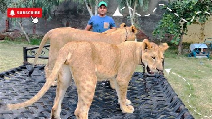 What is the cost of lion cub in Pakistan?