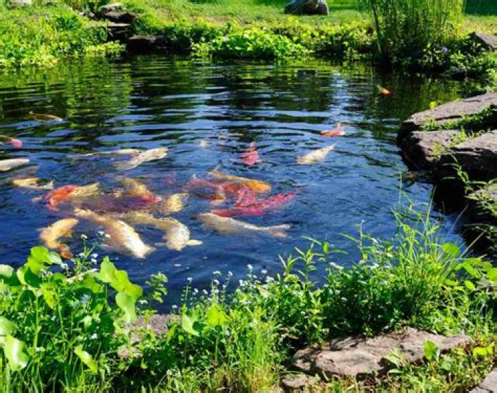 What is the cost to stock a pond with fish?