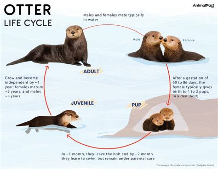 What is the current population of sea otters?