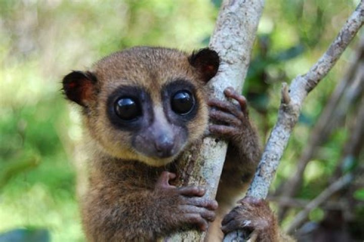 What is the cute animal with big eyes?