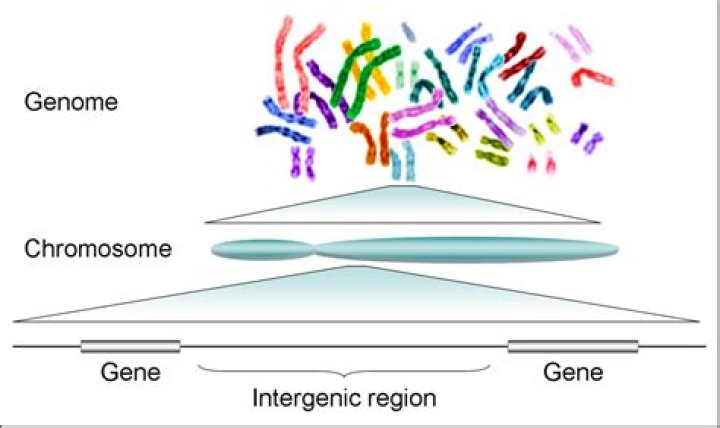 What is the definition of genome in biology?