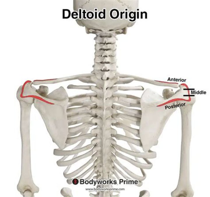 What is the deltoid region?